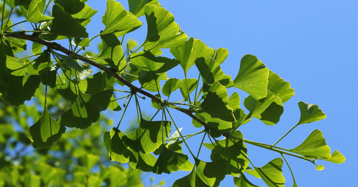 Ginkgo Biloba: Benefícios, Utilizações e Efeitos Colaterais